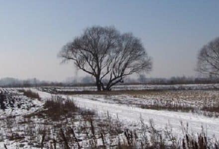 winter landscape