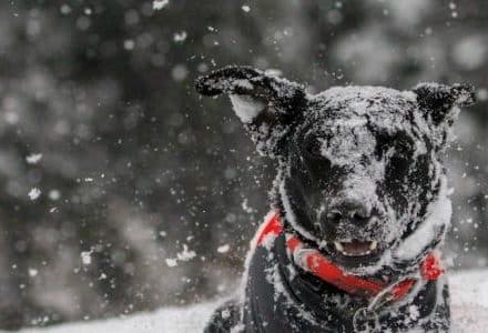 black dog in snow