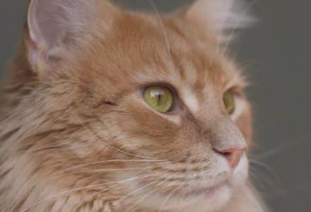 close up of ginger cat face