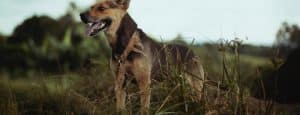 dog standing up looking into the field