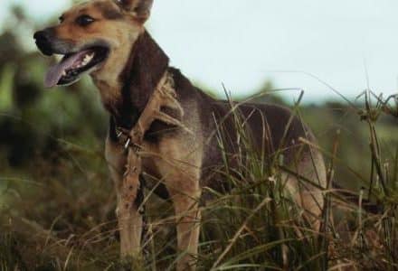 dog standing up looking into the field