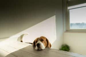 Dog with his head on a table