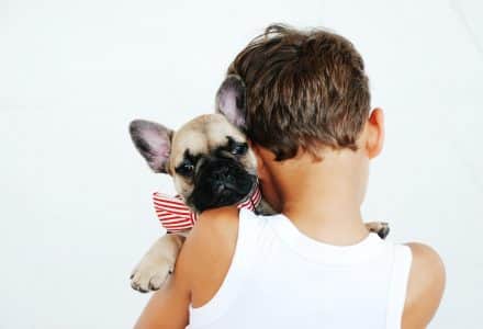 Snub nosed dog to Germany