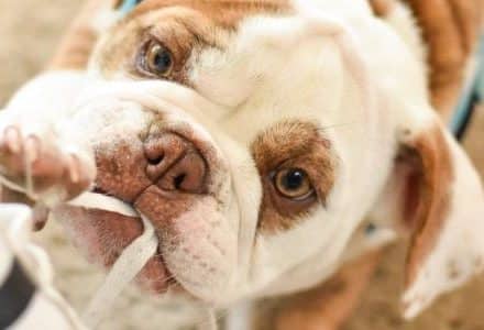 Close up of a dog's face with a ribbon in mouth
