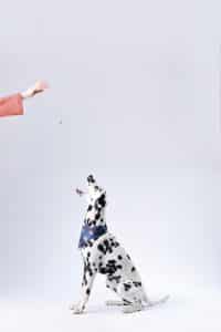 Dalmatian catching a treat