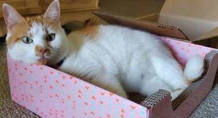 cat in a cardboard box