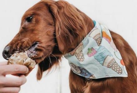 Brown spaniel with a necktie licking an ice cream