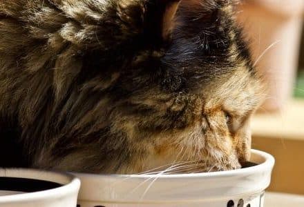 tabby cat drinking from bowel