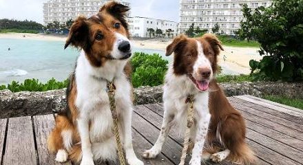 two dogs by the beach sitting