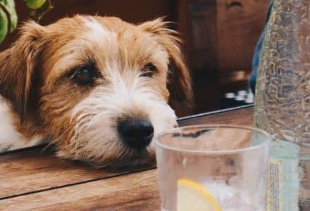 Small dog resting its' head on a wooden table