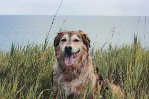 dog sitting panting on a beach cliff