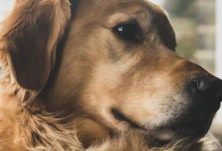 dog closeup in house