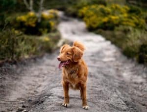 Brown spaniel dog standing on a path in the woods