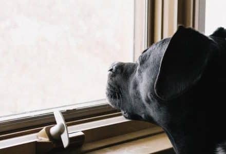 dog waiting by the window