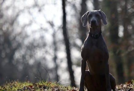 Large black dog sitting in a forest