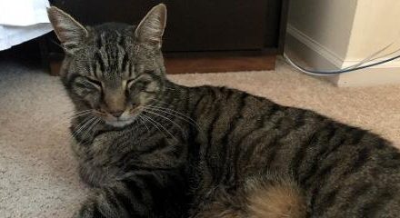 tabby cat laying on a carpet