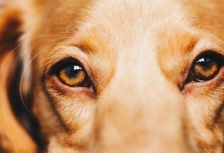Close up dog eyes