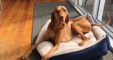 dog in his dog bed