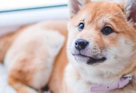Dog looking up on a soft cusion