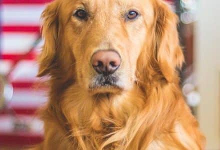dog posing in front of a flag