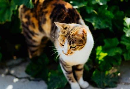 Tortoise shell cat in a green plant