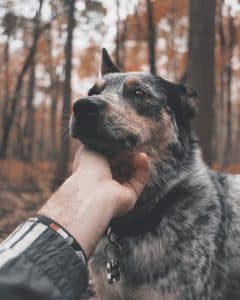 brown dog with his head in hand