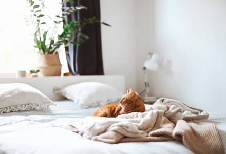 ginger cat laying on bed