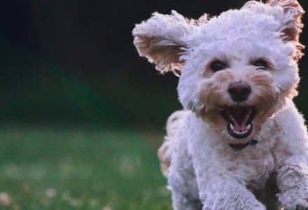dog running in a park