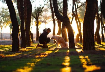 dog and man in forest with sunset behind them