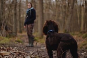 brown dog looking at owner in a forest