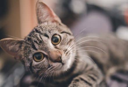 Tabby cat laying on a sofa