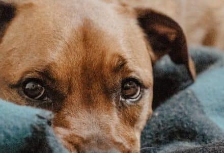 dog with puppy eyes