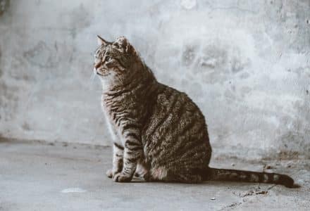 Tabby cat sat on concrete