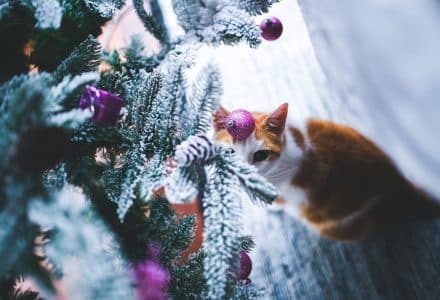 Keep your cat out of the Christmas tree