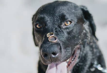Dog with wedding rings