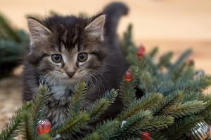Christmas tree cat