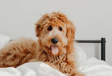 Yellow dog laying on a bed