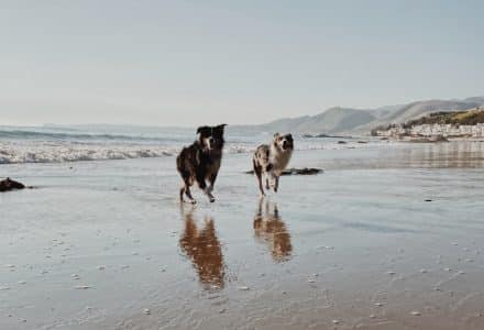 two dogs running on a beach