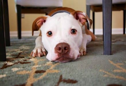 Bully breed lying under a table