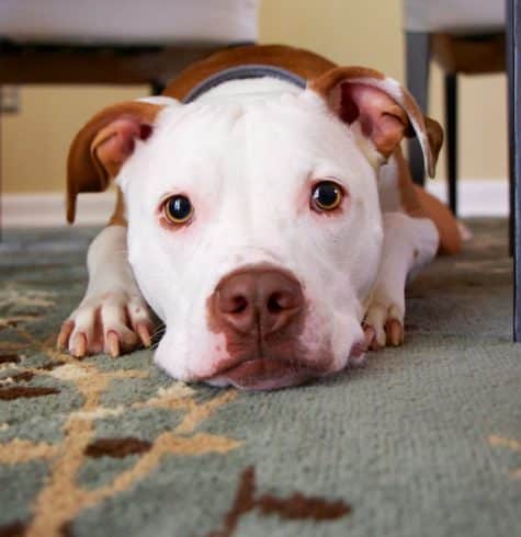 Bully breed lying under a table