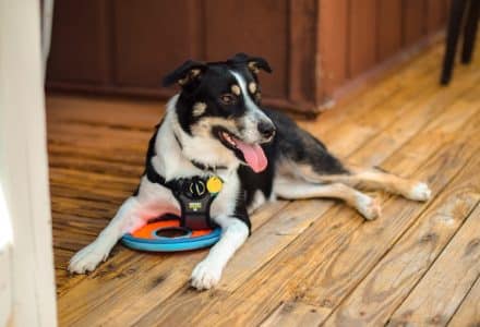 Dog laying on floor with toy