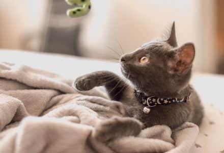 grey kitten playing with a toy