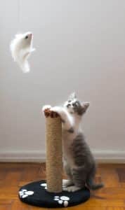 white and grey cat on a scratch post - Does your cat need more exercise? 