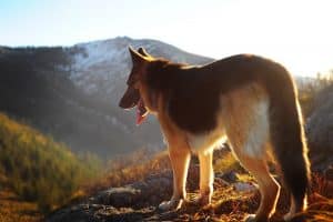german shepard looking out over a hillside