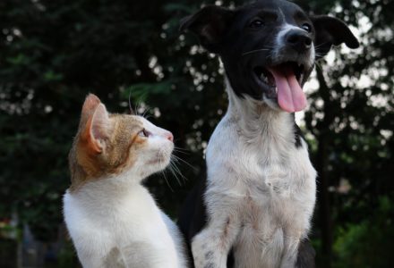tabby cat sat next to a black and white dog