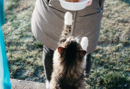 should you be making your own cat food