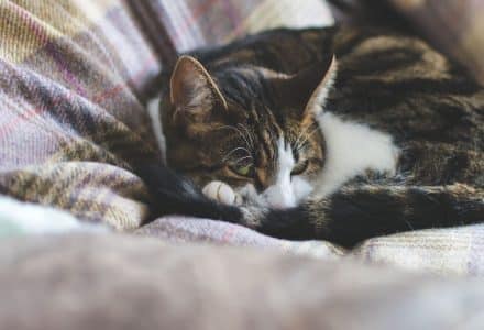 tabby cat curled up on a sofa