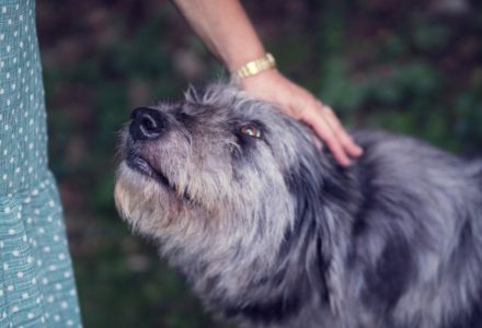 adopting a dog