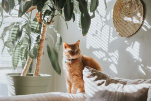 Leaving your cat home alone