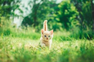 most popular pet names 2020